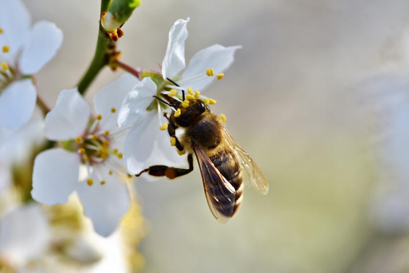 jardinerie-MANDELIEU LA NAPOULE-min_bee-4092986